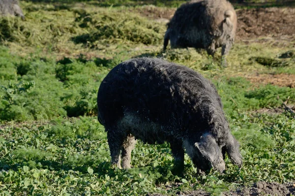 Donkere wol varkens als landbouwhuisdieren — Stockfoto