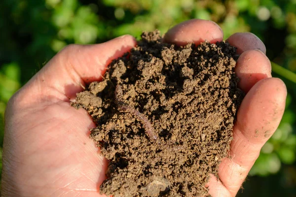 Solucan ve el - toprak yakın çekim