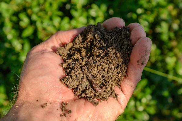 Earthworm and earth in hand — Stock Photo, Image