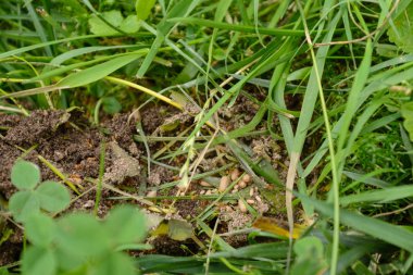 Karıncalar ve karıncalar yumurta