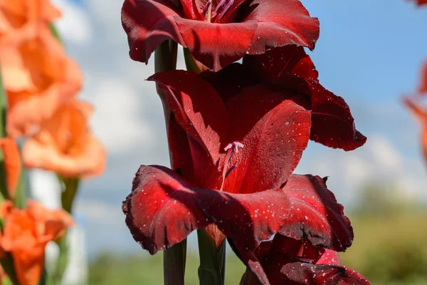 Colorful flowering gladioli — Stock Photo, Image