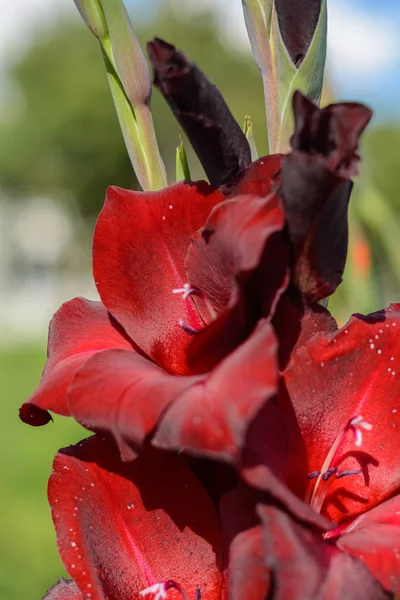 Flowering gladiolus close-up — Stock Photo, Image