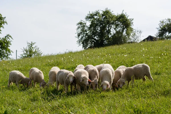 Стадо овец на цветочном лугу — стоковое фото