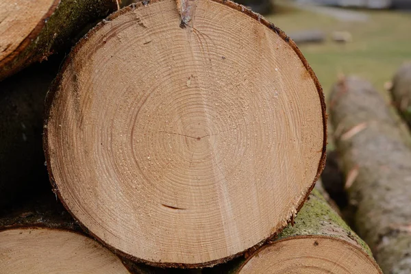 Primer plano del tronco del árbol cortado — Foto de Stock