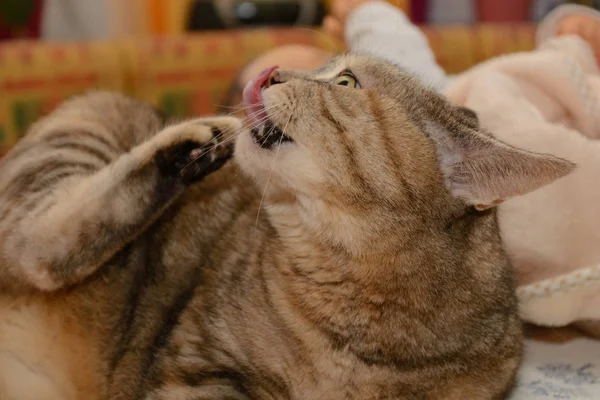 Grijze kat zichzelf borstelen — Stockfoto