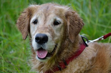 ıslak golden retriever