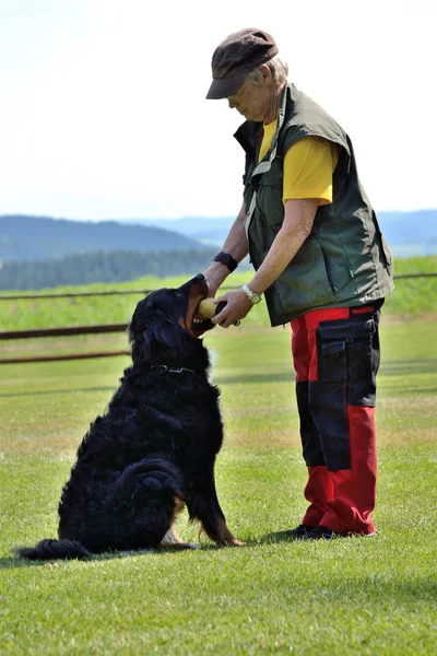 Mujer está entrenando con su perro —  Fotos de Stock