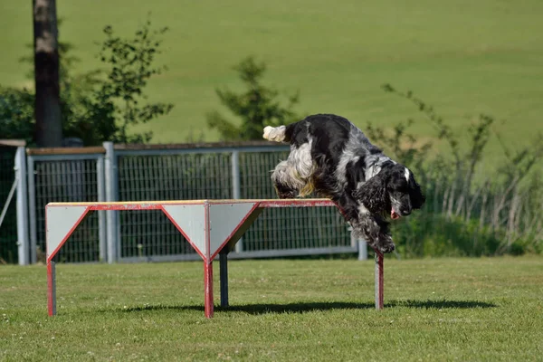 Cocker Spaniel salta dal piedistallo — Foto Stock