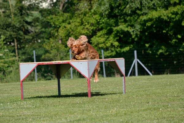 Cocker Spaniel salta sul piedistallo — Foto Stock