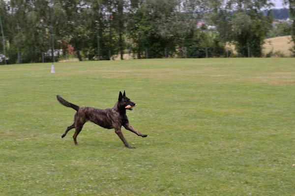 Mooie hond haalt deegroller — Stockfoto