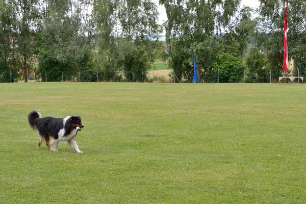 Dog retrieves an object — Stock Photo, Image