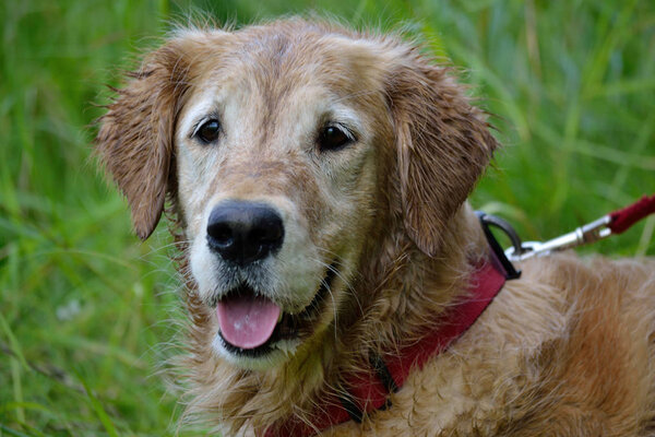 Wet golden retriever