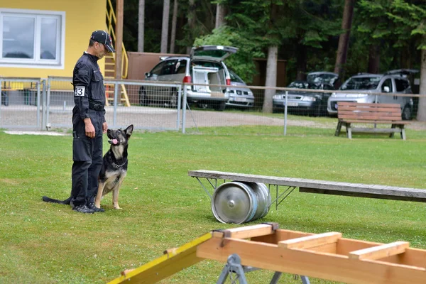 Dog trainer with shepherd dog in front of hurdle — Stock Photo, Image