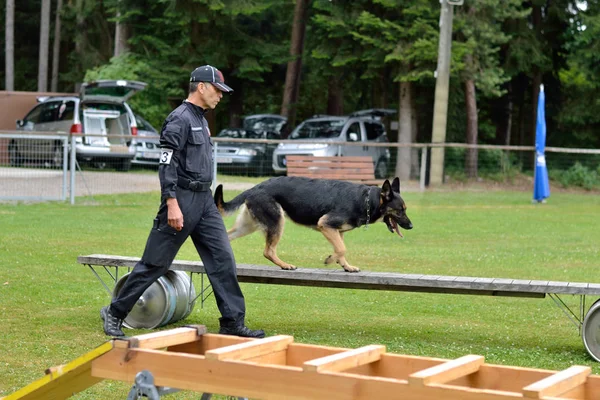 German Shepherd goes over moving bridge — Stock Photo, Image