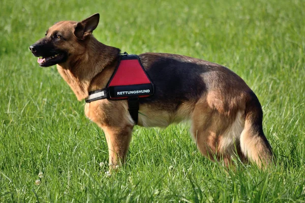 Rescue dog is waiting for use — Stock Photo, Image