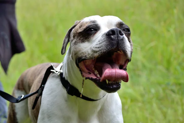 Amerikansk Bulldog rullar i tungan — Stockfoto