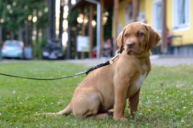 kahverengi labrador yavrusu
