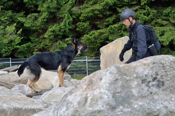 Person search with search dog — Stock Photo, Image