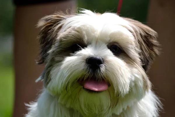 Ritratto di un Havanese — Foto Stock