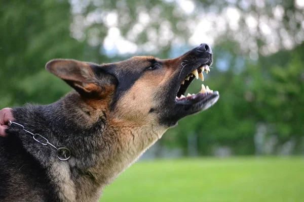 Havlayan köpek - portre