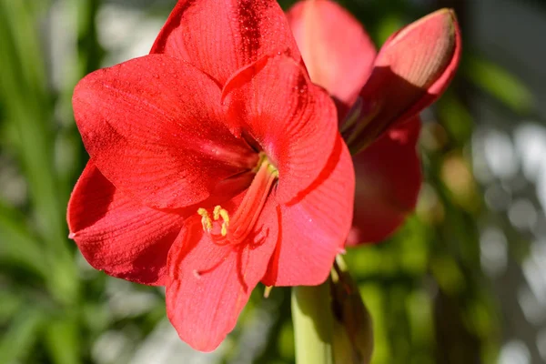 Red-flowered amaryllis - closeup — Stock Photo, Image