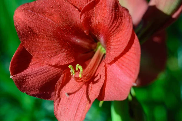 Red Amarilis blossom in full splendor — Stock Photo, Image