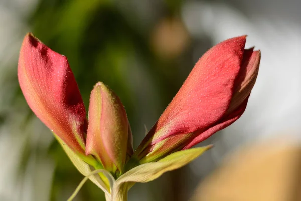 Bud of red amaryllis — Stock Photo, Image