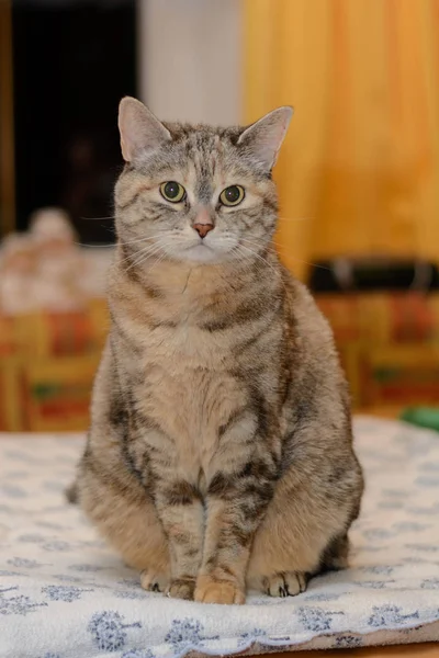 Dominante gris gato doméstico en la mesa — Foto de Stock