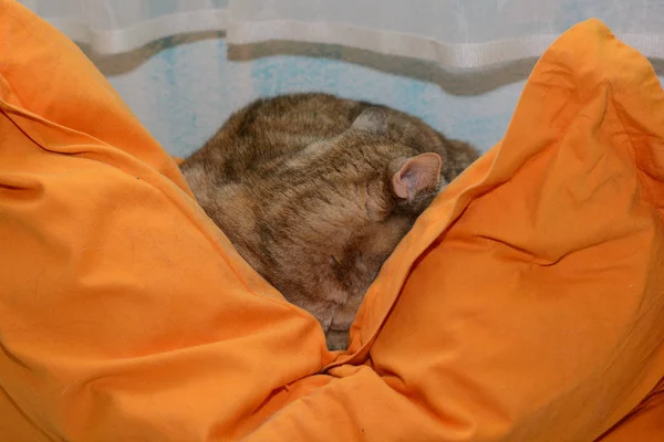 Gris gato doméstico durmiendo —  Fotos de Stock