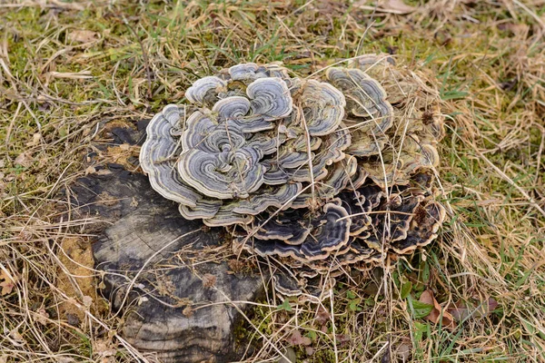 Cogumelo de velha escala com belo padrão — Fotografia de Stock