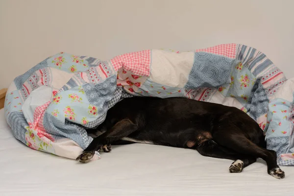 O cão preto está na cama do mestre. — Fotografia de Stock