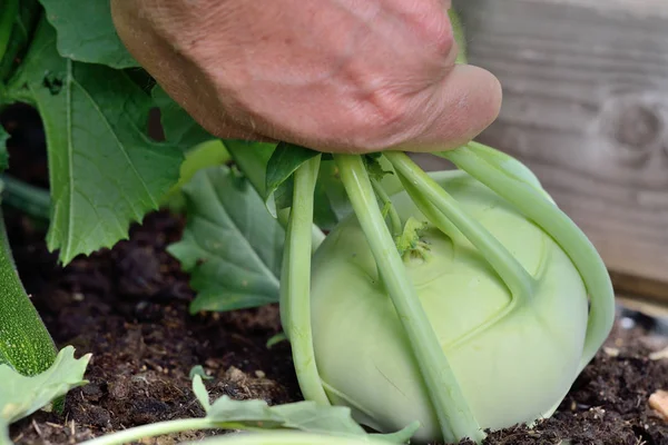 Fresh kohlrabi is harvested — Stock Photo, Image