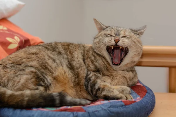 Gato gris bosteza en el lugar de dormir — Foto de Stock