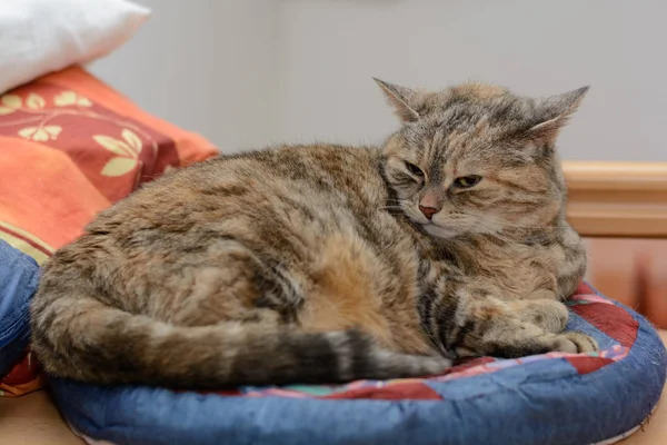 Gato gris está en la cama del gato — Foto de Stock