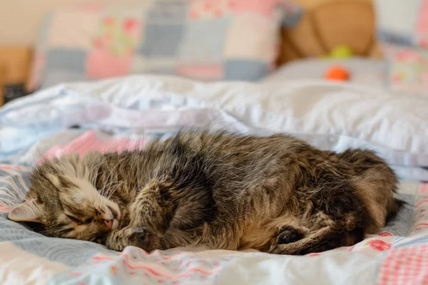 Gato gris dormido — Foto de Stock