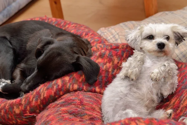 Cães deitado relaxado na cama do cão — Fotografia de Stock