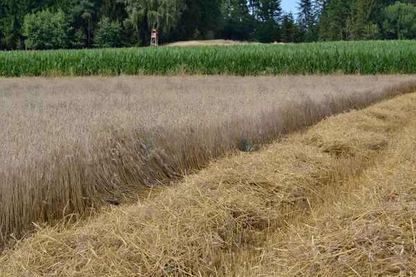 수확 곡물 필드 — 스톡 사진