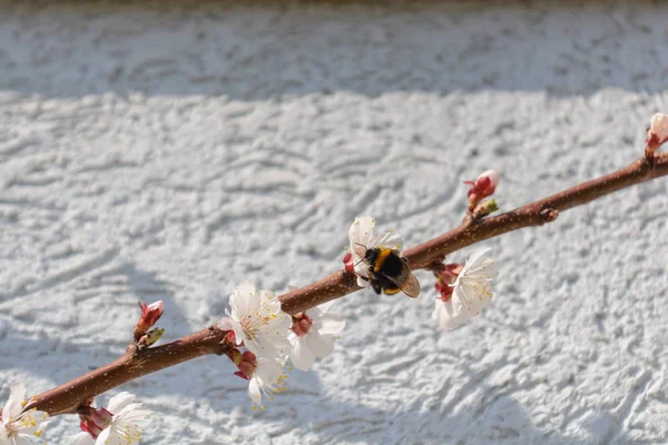 Árvore de damasco empoeirada de abelha - close-up — Fotografia de Stock