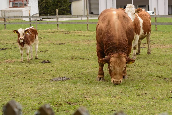 Toro y vacas en el pasto — Foto de Stock