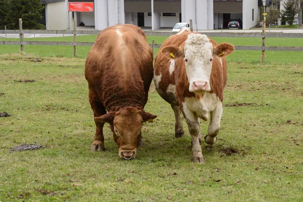 Toro y vaca lechera en el prado — Foto de Stock
