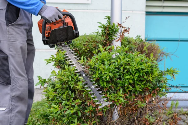 Gardener cuts hedge — Stock Photo, Image