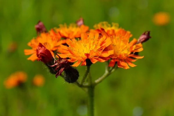 Orangefarbene Wiesenblume - Nahaufnahme — Stockfoto