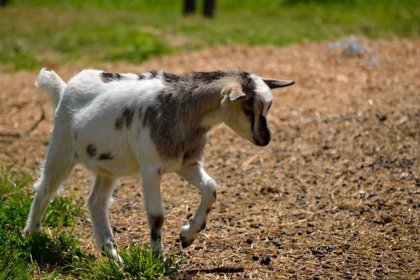 Fotos de Animal con pezuñas hendida de stock, imágenes de Animal con