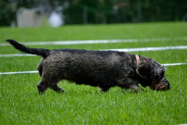 Teckel is zoeken — Stockfoto