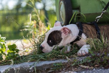 Köpek yavrusu köpek yaka bağlı olduğu