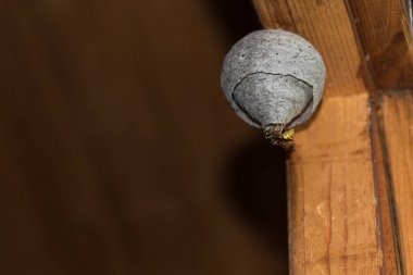 Wasp crawls into her wasp nest clipart