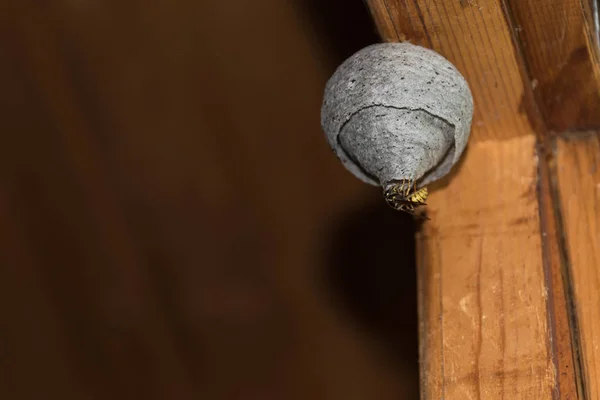 WASP wdziera się w jej gniazdo osy — Zdjęcie stockowe