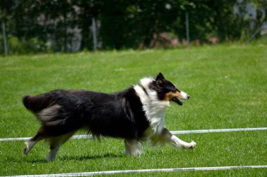 Sportif köpek - Avustralyalı çoban