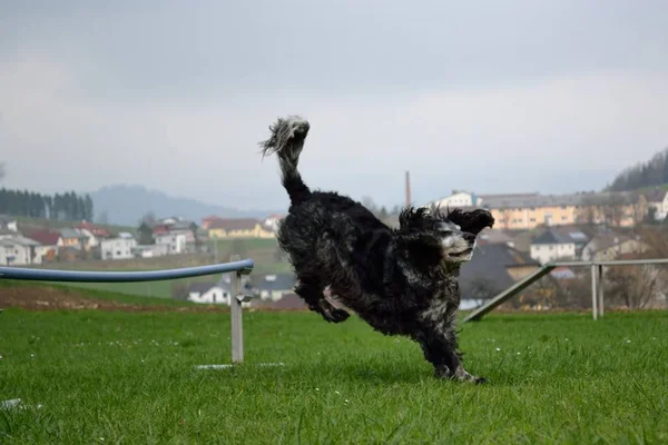 Cane atterra dopo il salto — Foto Stock