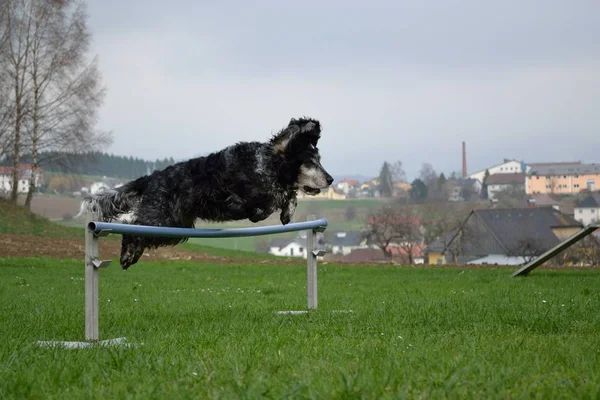 Cane nel salto — Foto Stock